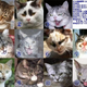 Illustration for article titled Japanese Cats that Look Like Yakuza Are Frighteningly Cute